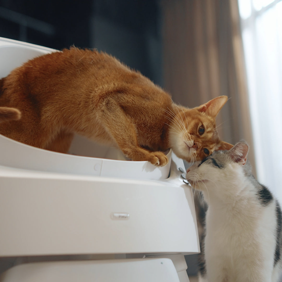 Autoscooper 11 Open-top Self-cleaning Smart Cat Litter Box-PetPivot