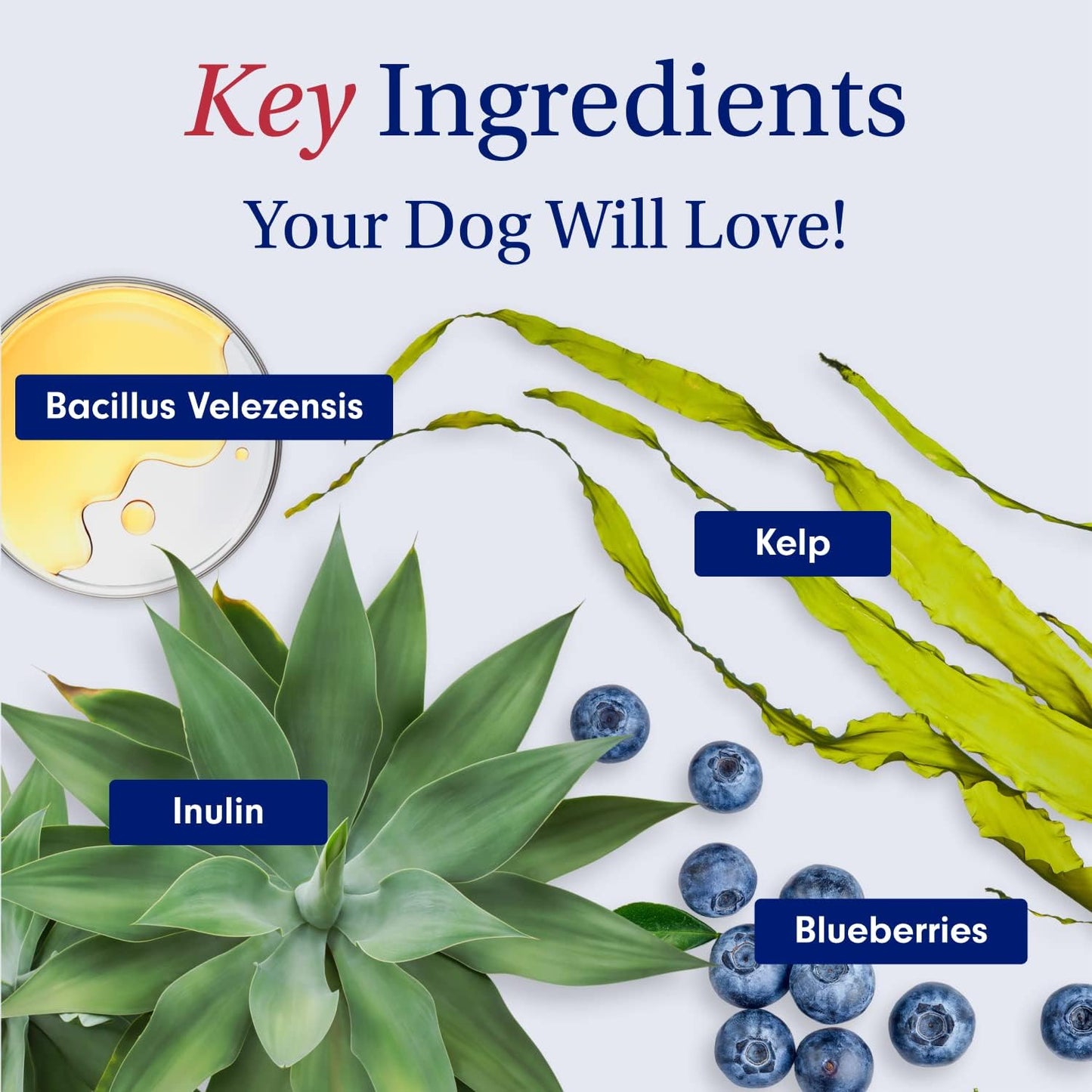 Probiotics for Dogs, Support Gut Health, Occasional Diarrhea, Digestive Health & Seasonal Allergies - Salmon Flavor - 30 Soft Chews
