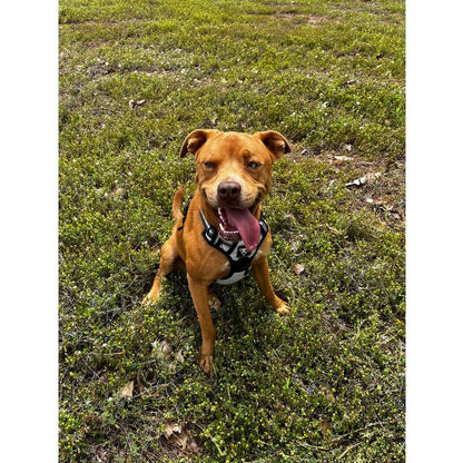 TK Dog Harness