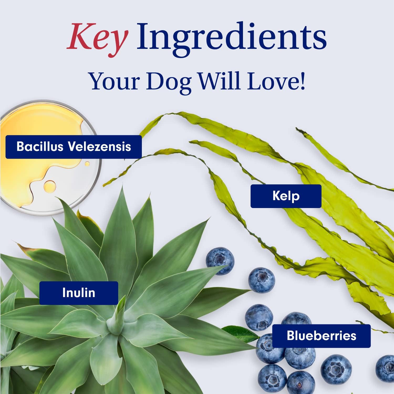 Probiotics for Dogs, Support Gut Health, Occasional Diarrhea, Digestive Health & Seasonal Allergies - Salmon Flavor - 30 Soft Chews